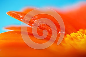 Macro photo of flower with water drop