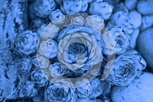 Macro photo of flowerbeds with succulents. Natural banner with color of the year 2020 - Classic Blue