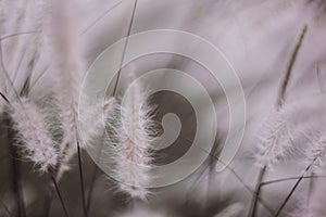 Macro photo of fluffy grasses in the wind , blurred, selective focus.