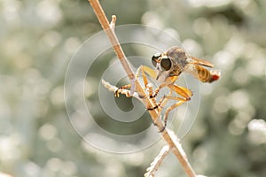 Macro photo of a fly bug. Parasite animal on a plant.