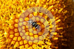 Macro photo of a fly on a flower