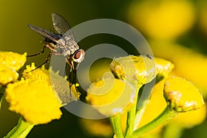 Fly on yellow flowers, summer garden photo