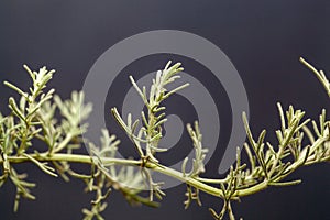 Macro photo of the foliage of a fringed sagebrush, Artemisia frigida photo