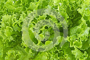 Food vegetable green salad. Texture background fresh Lettuce green salad