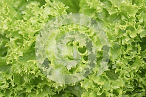 Macro Photo food vegetable green salad. Texture background fresh Lettuce green salad. Leafs of fresh green salad. Close up