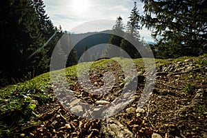 Macro photo from footpath alps