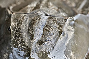 Macro photo of forepart of amazing horseshoe crab