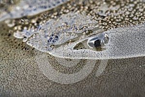 Macro photo of forepart of amazing horseshoe crab