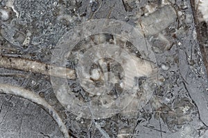 Macro photo of a fossil rich Silurian limestone from Czechia