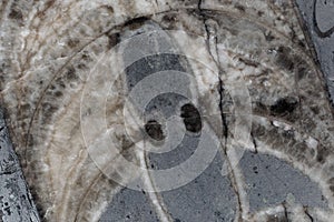Macro photo of a fossil rich Silurian limestone from Czechia photo