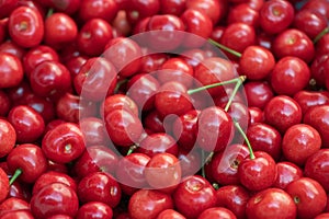 Macro photo fresh cherry. Stock photo background sweet cherry