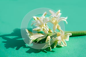 Macro photo of a fresh light white hyacinth flower on a turquoise background