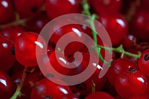 Macro photo of fresh red currant berries, blurred background