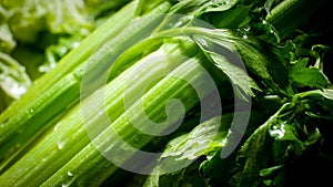 Macro photo of fresh wet celery. Background for healthy food and GMO free products.Diet nutrition and fresh vegetables