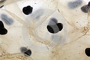 A macro photo of frog spawn