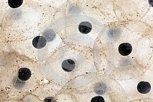 A macro photo of frog spawn