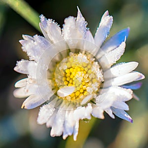 Macro photo. Frozen flower of a daisy close-up