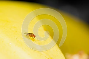 Macro photo of Fruit fly insect Drosophila melanogaster on the banana fruit. Used selective focus