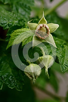 Macro photo of the fruit in formation (sepals, stamens, fruit, floral receptacle) Rubus Idaeus photo