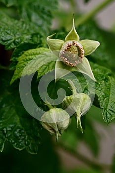 Macro photo of the fruit in formation (sepals, stamens, fruit, floral receptacle) Rubus Idaeus