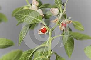 Macro photo of fruits on a Ashwagandha plant, Withania somnifera