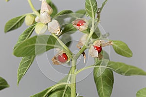 Macro photo of fruits on a Ashwagandha plant, Withania somnifera