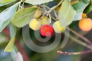 Fruits of a strawberry tree Arbutus unedo photo