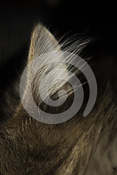 Macro photo of a furry cat ear