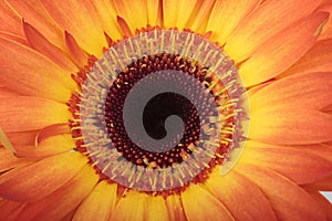 Macro photo of gerber flower.