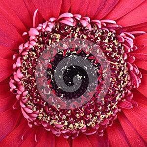 Macro photo of gerber flower