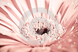 Macro photo of gerbera flower with water drop.