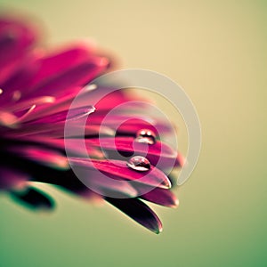 Macro photo of gerbera flower with water drop.