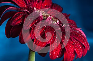 Macro photo of gerbera flower with water drop