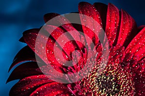 Macro photo of gerbera flower with water drop