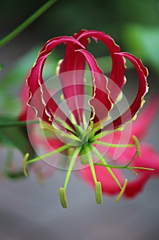 Macro Photo of a Glory Lily in Full bloom