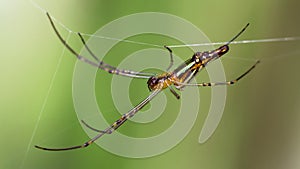 macro photo of a golden orb spider hanging on its line. gracious and fragile arachnid but dreadful predator 