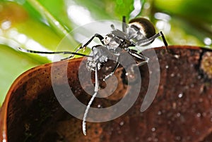 Macro Photo of Golden Weaver Ant Climbing on Dry Leaf