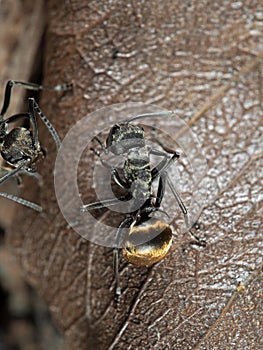 Macro Photo of Golden Weaver Ant on Dry Leaf