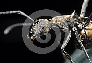 Macro Photo of Golden Weaver Ant on The Floor Isolated on Black