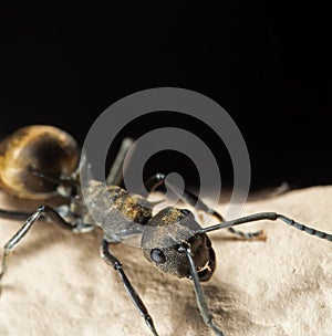 Macro Photo of Golden Weaver Ant on The Floor Isolated on Black Background