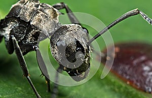 Macro Photo of Golden Weaver Ant with Scale Insect on Green Leaf