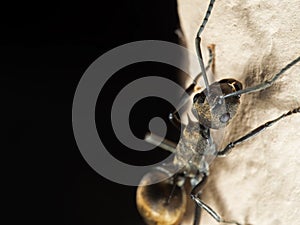 Macro Photo of Golden Weaver Ant on The Wall  on Black Background