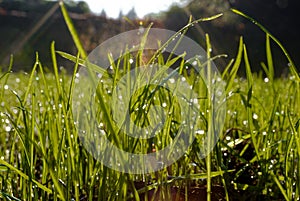 Forest clearing in the sun.
