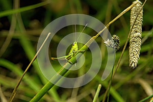Macro photo of grasshopper