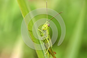 Macro photo of grasshopper close-up sitting on the grass on a blurred background of a summer landscape with green grass and in the