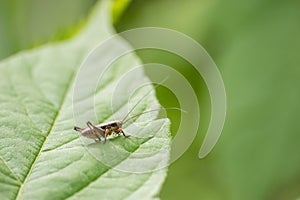 Macro photo of grasshopper close-up sitting on the grass on a blurred background of a summer landscape with green grass and in the