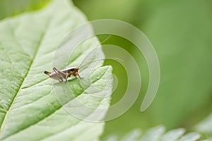 Macro photo of grasshopper close-up sitting on the grass on a blurred background of a summer landscape with green grass and in the