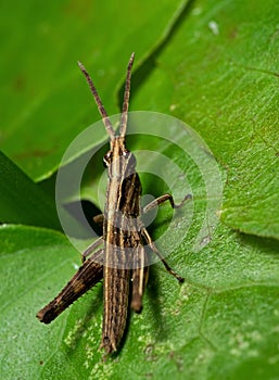 Macro Photo of Grasshopper on Green Leaf