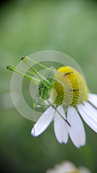 Macro photo grasshopper on margarite flower in garden photo