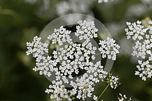 Macro photo of greater burnet-saxifrage, Pimpinella major